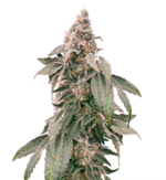 1772201442691.png 1772201442691.png