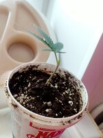 Бомбочка☘️🌲