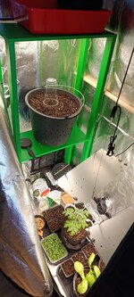 А кому яблочного штруделя))..