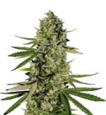 1772372115519.png 1772372115519.png