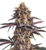 1772372126849.png 1772372126849.png