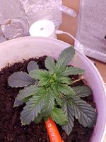 Начинаю свой путь!