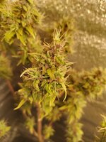 IMG_20260302_144824.jpg IMG_20260302_144824.jpg