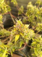 IMG_20260302_144836.jpg IMG_20260302_144836.jpg