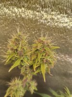 IMG_20260302_144846.jpg IMG_20260302_144846.jpg