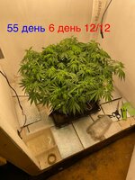 Синий папа вернулся с корпаратива 5.0