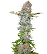 1772462326504.png 1772462326504.png