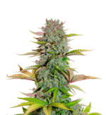 1772462341226.png 1772462341226.png