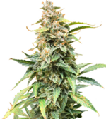 1772462354306.png 1772462354306.png