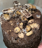 1772466421520.png 1772466421520.png