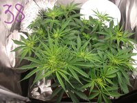 Black Herer, первый гров, вашими молитвами)