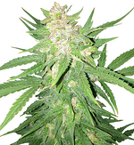 1772525487257.png 1772525487257.png