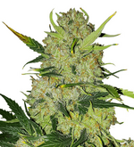 1772525506081.png 1772525506081.png