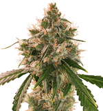 1772525541417.png 1772525541417.png