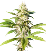 1772532728330.png 1772532728330.png