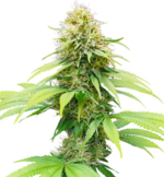 1772532744495.png 1772532744495.png