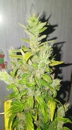 1000023518.jpg 1000023518.jpg