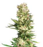 1772626695189.png 1772626695189.png