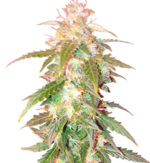 1772626700253.png 1772626700253.png