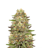 1772626707666.png 1772626707666.png