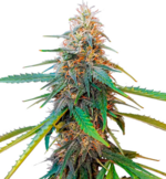 1772626711706.png 1772626711706.png