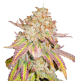 1772626715416.png 1772626715416.png