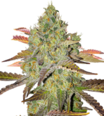 1772626727054.png 1772626727054.png