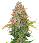 1772626730673.png 1772626730673.png