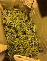 Кислая ревность на DWC