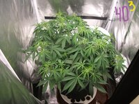 Black Herer, первый гров, вашими молитвами)