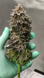 "Торчок в кепке"