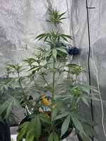 Special Tangie и Auto AK