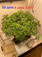 Синий папа вернулся с корпаратива 5.0