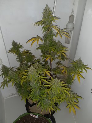 20220601_204310.jpg 20220601_204310.jpg