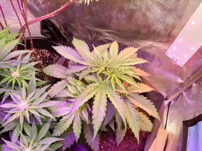 IMG_20220603_110618_311.jpg IMG_20220603_110618_311.jpg