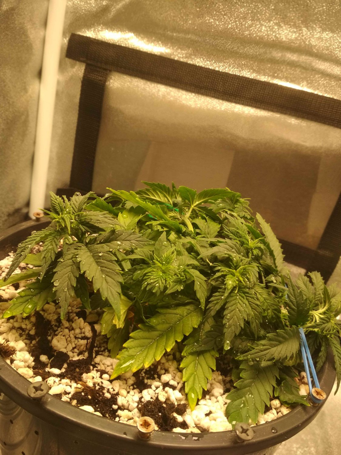 IMG_20220603_231048.jpg IMG_20220603_231048.jpg