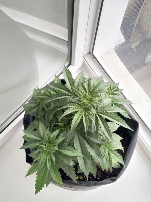 IMG_20220606_170547_454.jpg IMG_20220606_170547_454.jpg