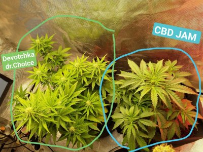 IMG_20220606_170523_147.jpg IMG_20220606_170523_147.jpg