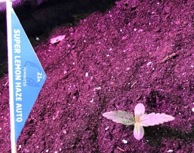 217192E0-AB0F-46F2-A071-14A633C99E5F.jpeg 217192E0-AB0F-46F2-A071-14A633C99E5F.jpeg