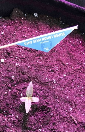 4E0DD5A6-CD9F-4EFA-9C64-4E989BA40416.jpeg 4E0DD5A6-CD9F-4EFA-9C64-4E989BA40416.jpeg