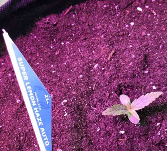 8EAD9BA2-A1DE-47F2-9174-C038ED4F9F31.jpeg 8EAD9BA2-A1DE-47F2-9174-C038ED4F9F31.jpeg