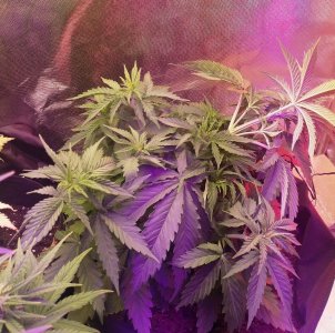 IMG_20220609_000242_600.jpg IMG_20220609_000242_600.jpg