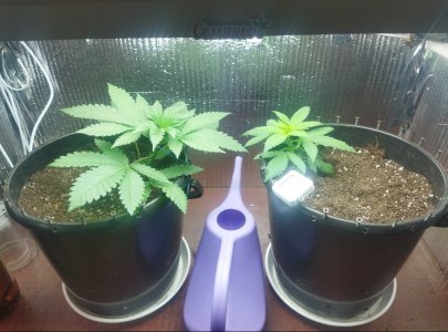 IMG_20220610_203303.jpg IMG_20220610_203303.jpg