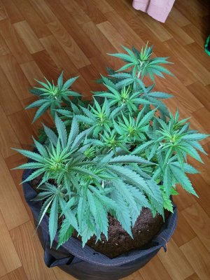 IMG_20220611_144728_595.jpg IMG_20220611_144728_595.jpg