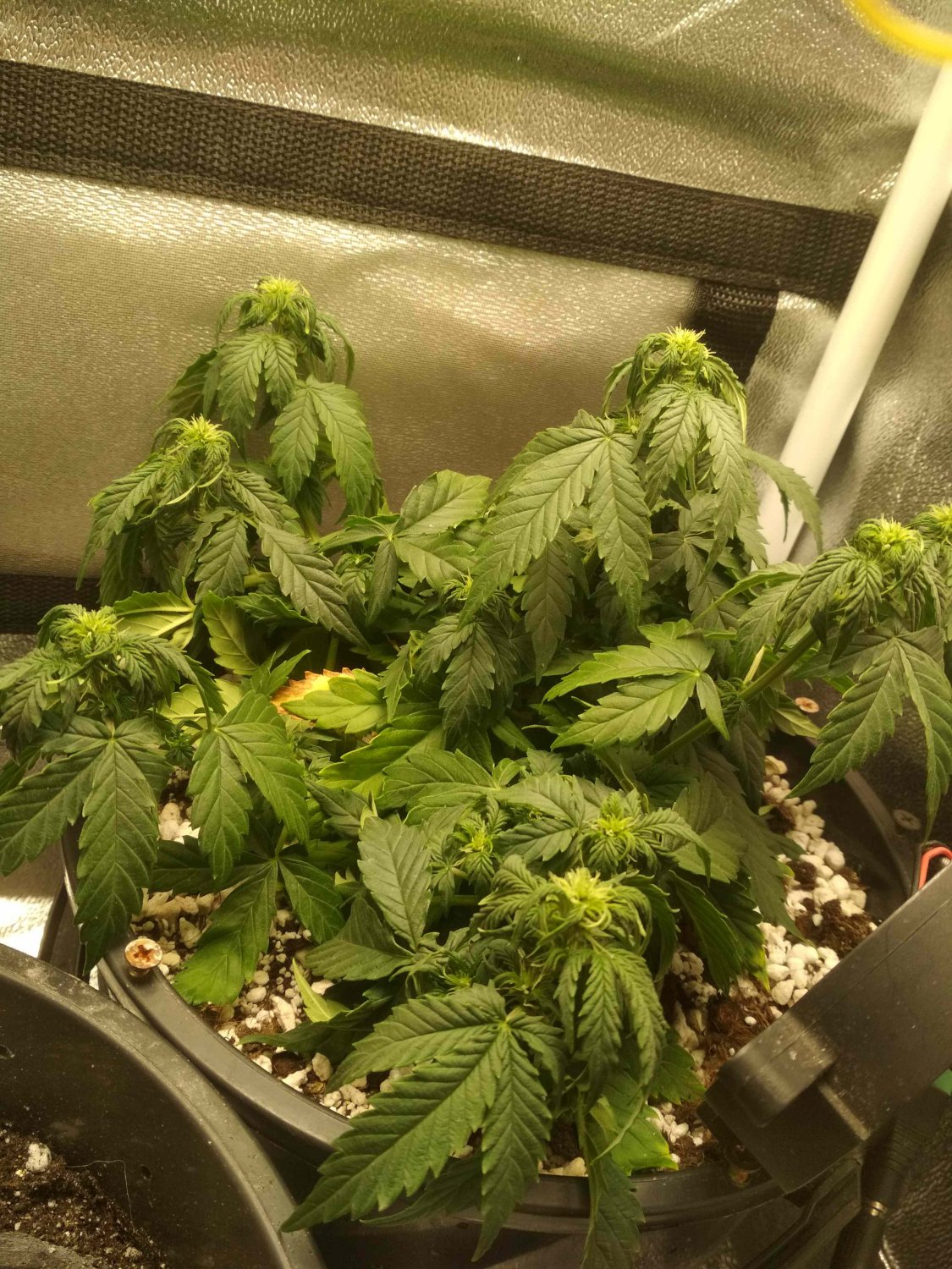 IMG_20220610_235201.jpg IMG_20220610_235201.jpg