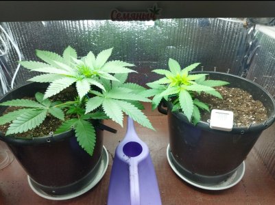 IMG_20220613_140841.jpg IMG_20220613_140841.jpg