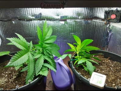 IMG_20220613_140900.jpg IMG_20220613_140900.jpg