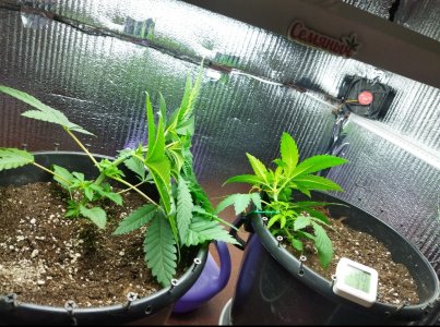 IMG_20220613_140918.jpg IMG_20220613_140918.jpg