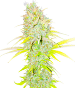 1774960595885.png 1774960595885.png