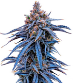 1774975189733.png 1774975189733.png